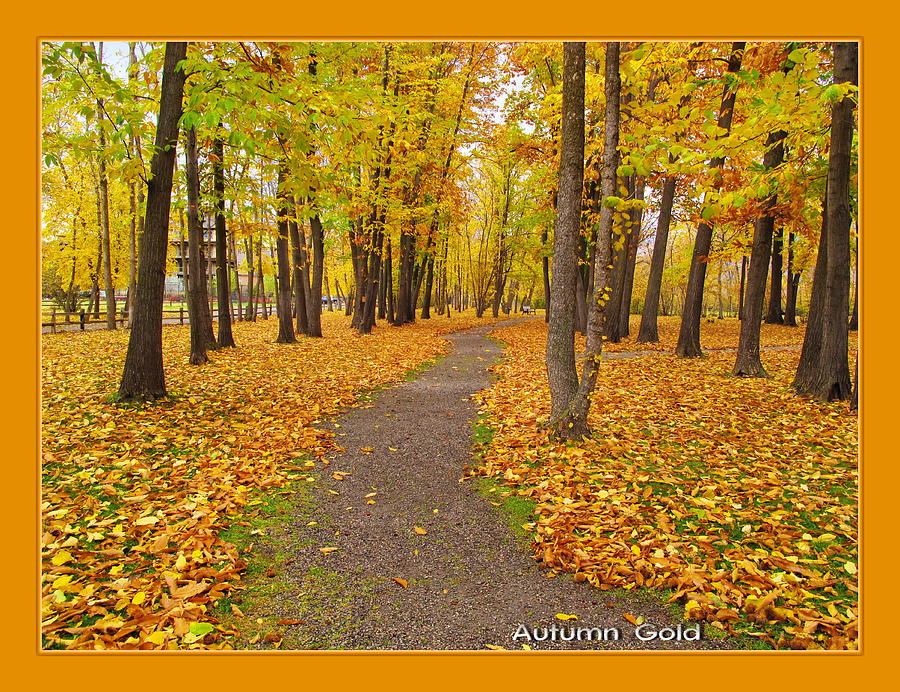 Landscape Photograph - Colour Me the Seasons--Autumn Gold by Jennifer Schwab