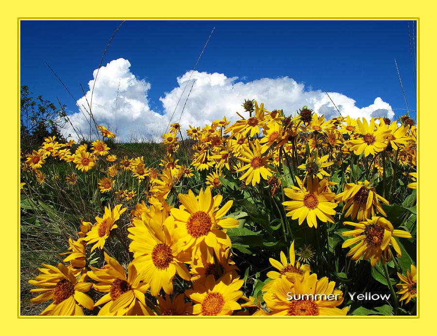 Landscape Photograph - Colour Me the Seasons--Summer Yellow by Jennifer Schwab