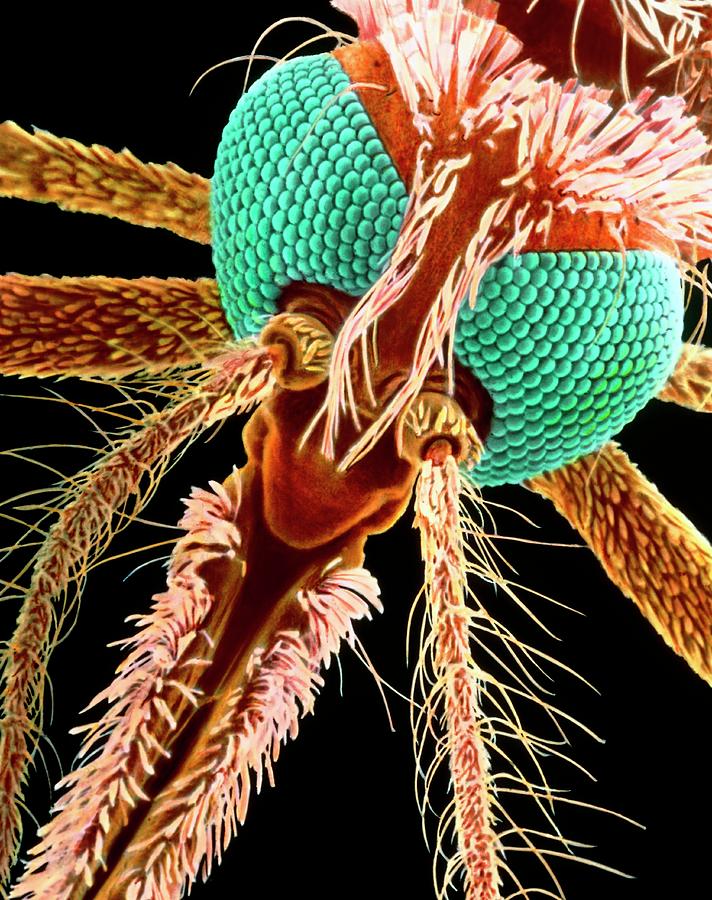 Colour Sem Of A Female Malaria Mosquitos Head Photograph By Dr Tony