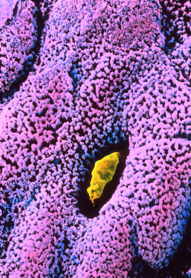 Colour Sem Of Goblet Cell On Large Intestine Wall Photograph by Steve Gschmeissner/science Photo Library