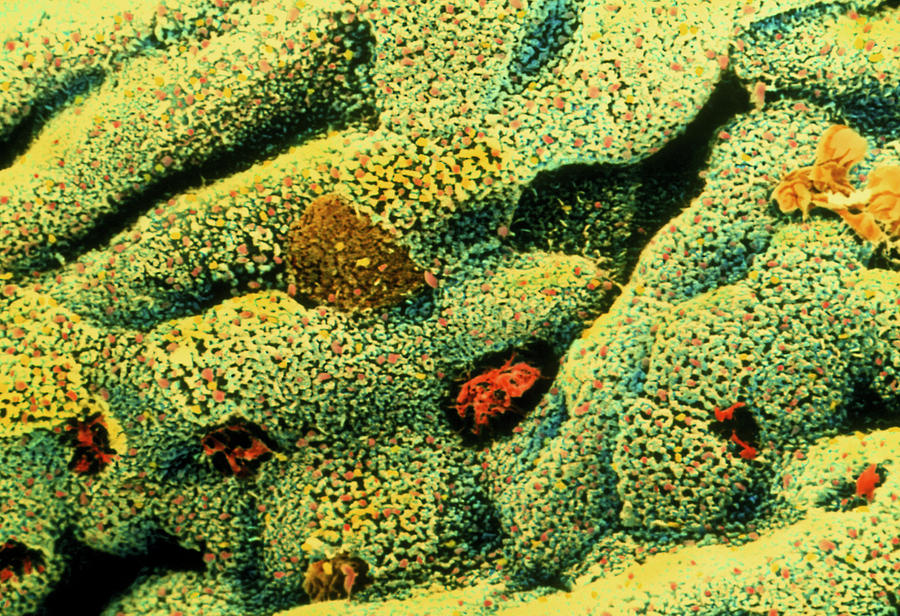 Colour Sem Of Goblet Cells On Large Intestine Wall Photograph by Steve Gschmeissner/science Photo Library