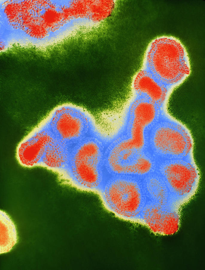 Colour Tem Of A Cluster Of Influenza Viruses Photograph by Nibsc/science Photo Library