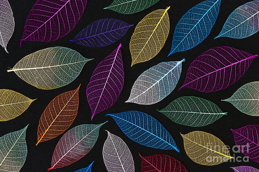 Pattern Photograph - Coloured Leaf Skeleton Pattern by Tim Gainey