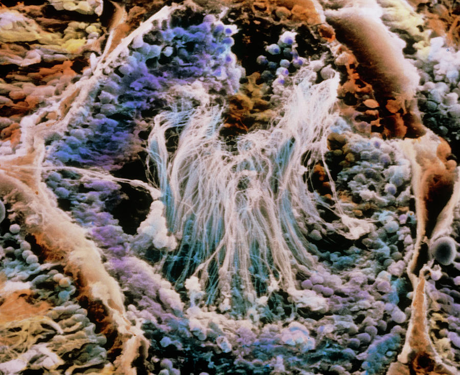 Coloured Sem Of A Seminiferous Tubule Photograph by Professors P.m. Motta, K.r. Porter & P.m. Andrews/science Photo Library