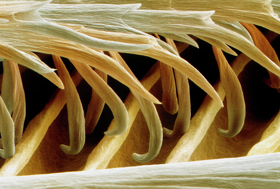 Coloured Sem Of Barbules On A Swallow Feather Photograph by Power And Syred/science Photo Library