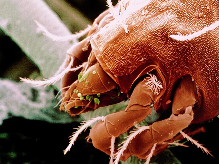Coloured Sem Of Foreparts Of Dust Mite. Photograph by Power And Syred/science Photo Library