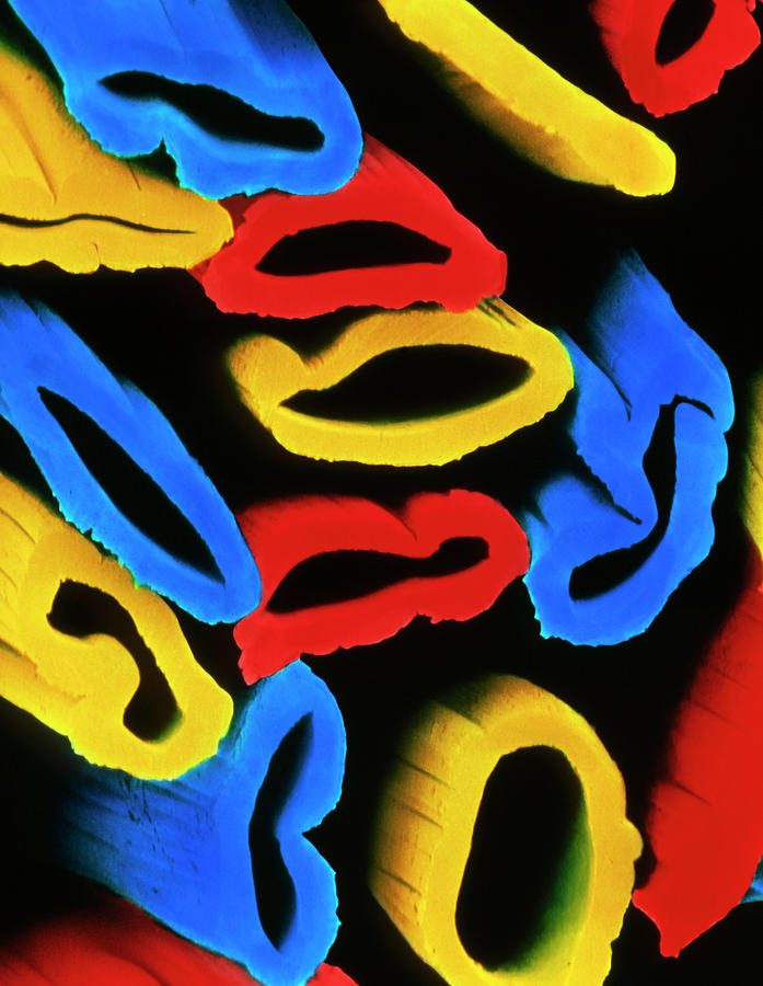 Coloured Sem Of Hollow Viscose Fibres Photograph by Science Photo Library