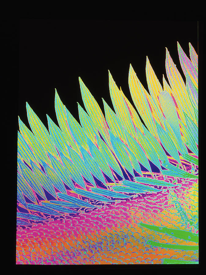 Coloured Sem Of Scale-like Hairs On Mosquito Wing Photograph by Science Photo Library
