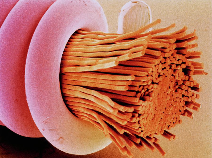Coloured Sem Of superwound Guitar String. Photograph by Power And Syred/science Photo Library