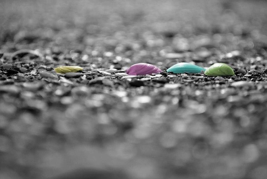 Shell Photograph - Coloured Shells by Through Niks Lens