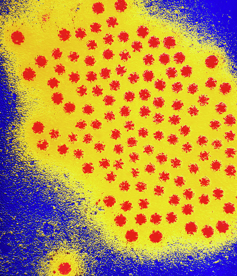 Coloured Tem Of A Group Of Astroviruses Photograph by Moredun Animal Health Ltd/science Photo Library