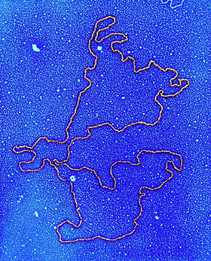 Coloured Tem Of A Plasmid Of Dna Photograph by A.b. Dowsett/science Photo Library