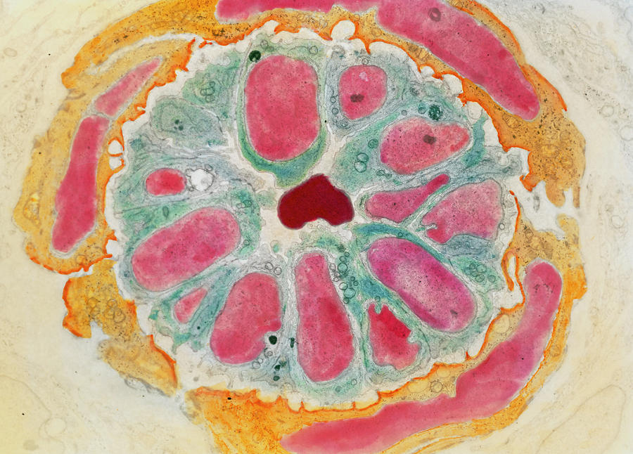Coloured Tem Of A Section Through Open Capillary Photograph by Prof. P. Motta/dept. Of Anatomy/university \la Sapienza\, Rome/science Photo Library