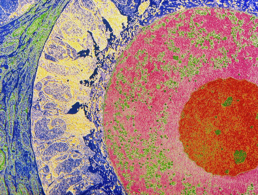 Coloured Tem Of Egg Cell In The Ovary Photograph by Prof. P. Motta/dept Of Anatomy/university \la Sapienza\, Rome/science Photo Library