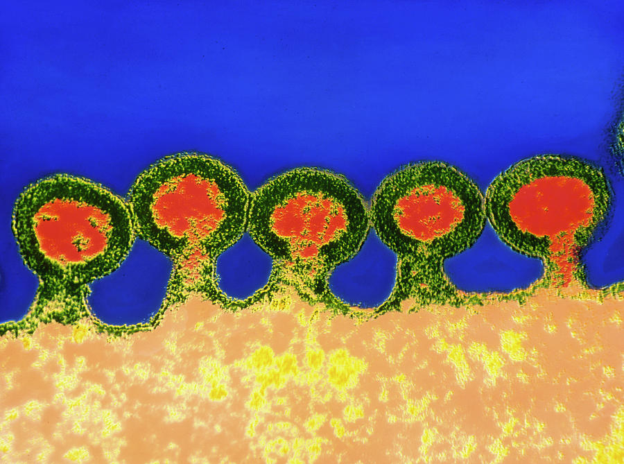 Coloured Tem Of Hiv Viruses Budding From Host Cell Photograph by Nibsc/science Photo Library
