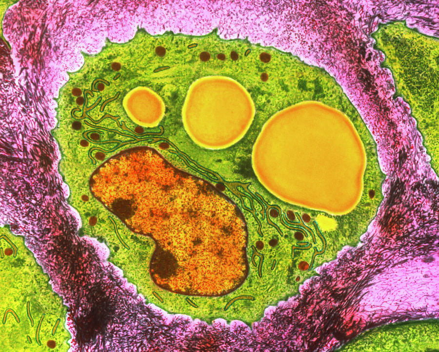 Coloured Tem Of Section Through A Chondrocyte Cell Photograph by Steve ...