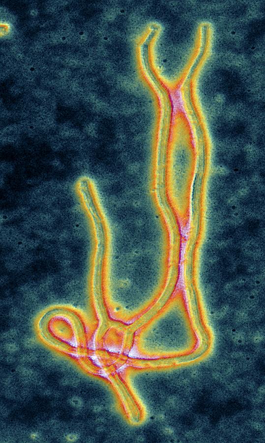Ebola Photograph - Coloured Tem Of The Ebola Virus by Alfred Pasieka