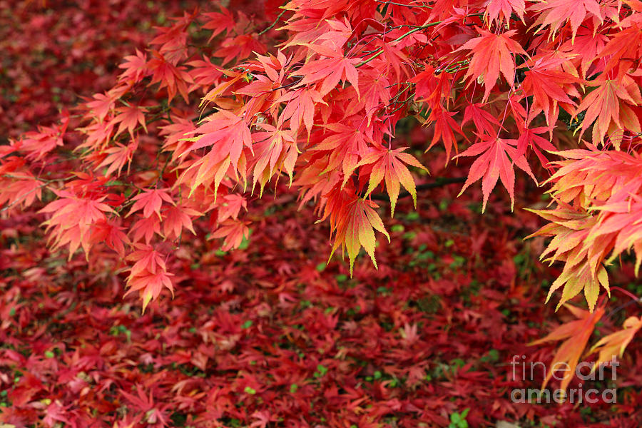Fall Photograph - Colourful autumn leaves by Rosemary Calvert