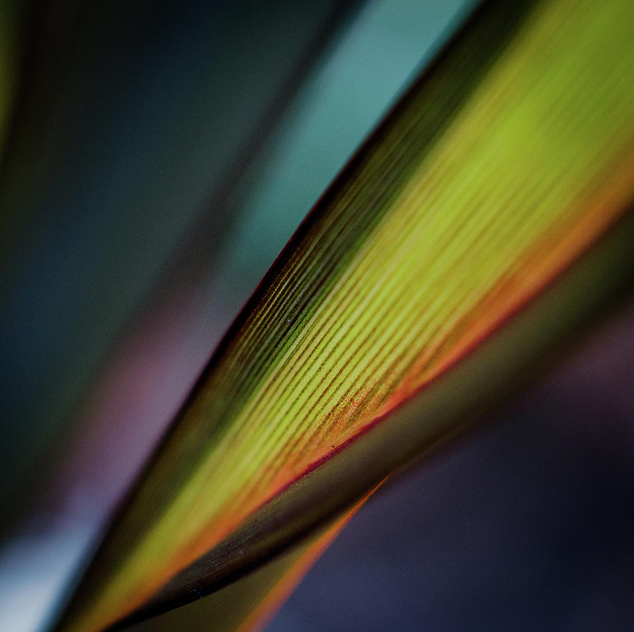 Colourful Backlit Foliage Photograph by Copyright Alan Drake