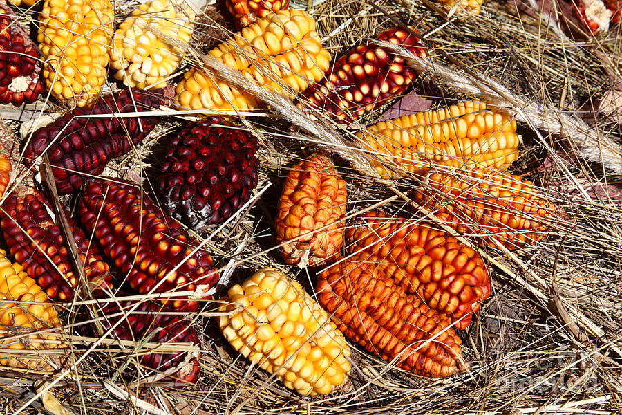 Colourful Corn Cobs Photograph by James Brunker