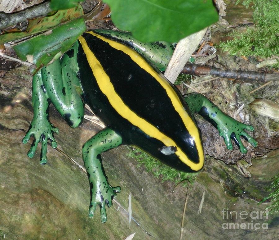 Colourful frog Photograph by Susanne Baumann