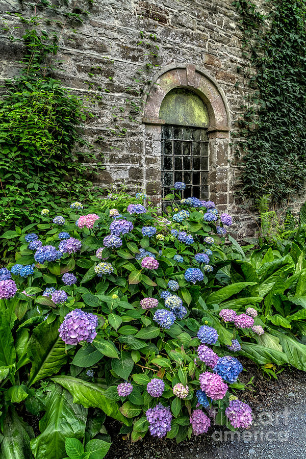 Architecture Photograph - Colourful Hydrangeas by Adrian Evans