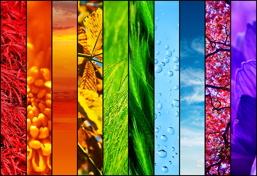 Colourful nature collage Photograph by Sean Gladwell
