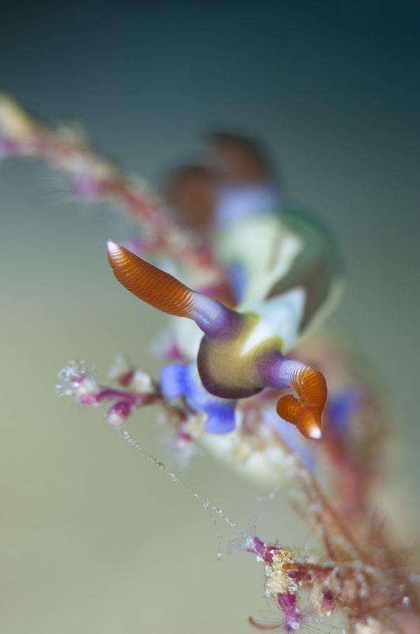 Gastropod Photograph - Colourful nudibranch feeding by Science Photo Library