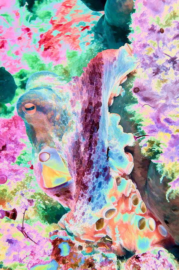 Colourful Octopus Digital Art by Roy Pedersen