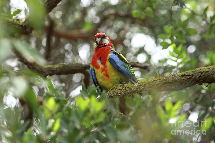 Colourful Parrot Photograph by Aidan Moran