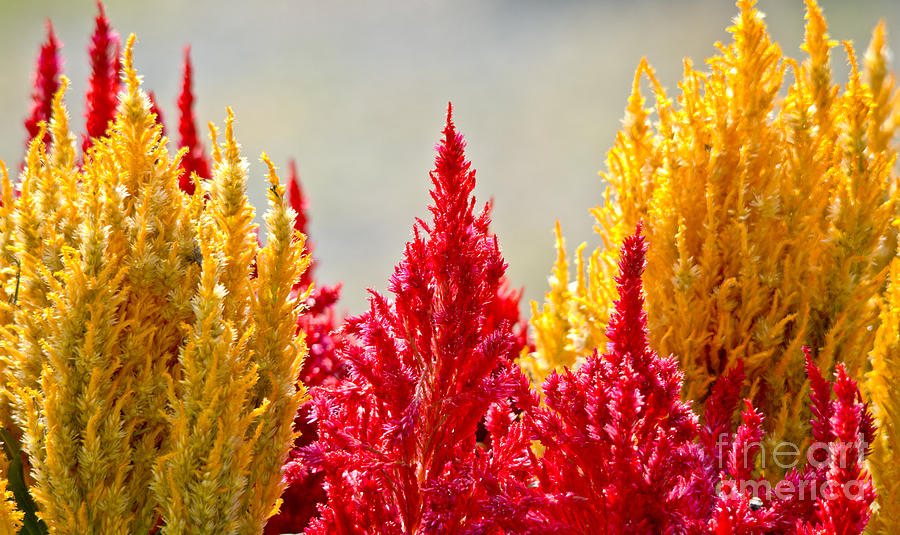 Colourful Plants Photograph by Cheryl Baxter
