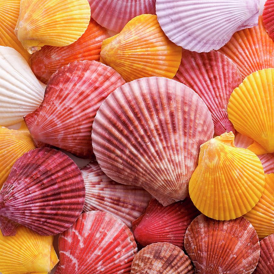 Colourful Scallop Shells by Science Photo Library
