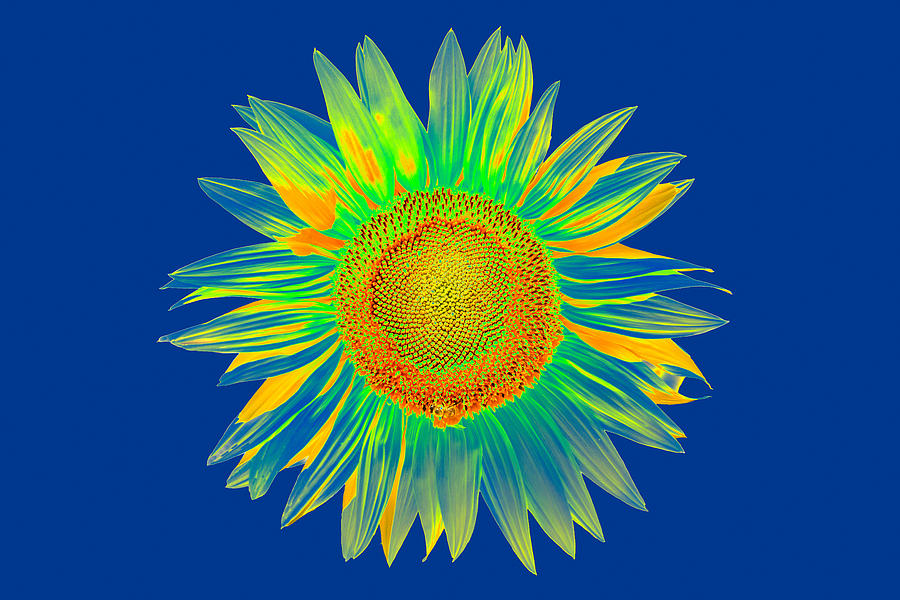 Colourful Sunflower Digital Art by Roy Pedersen