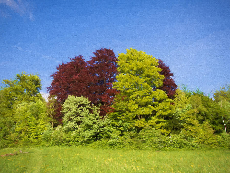Colourful Trees Digital Art by Roy Pedersen | Fine Art America