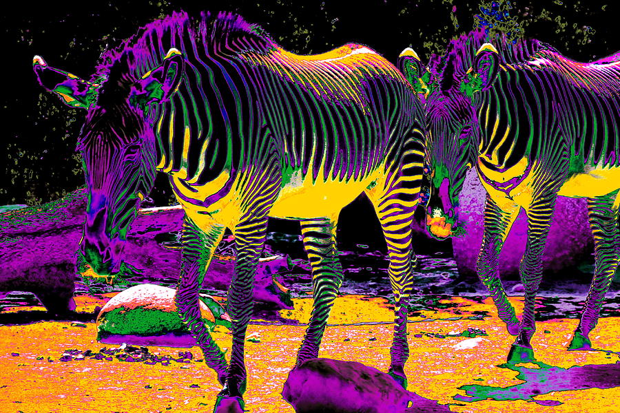 Colourful Zebras Photograph