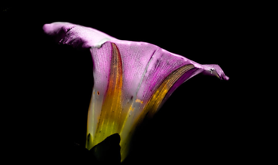 colourfull bellflower - Colourful flower in white purple yellow against black background Photograph by Leif Sohlman