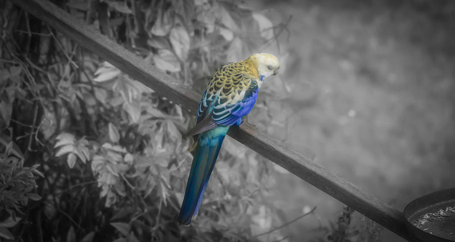 Colours Of A Bird Photograph