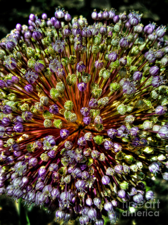 Onion Photograph - Colours Of Onion Flower by Nina Ficur Feenan