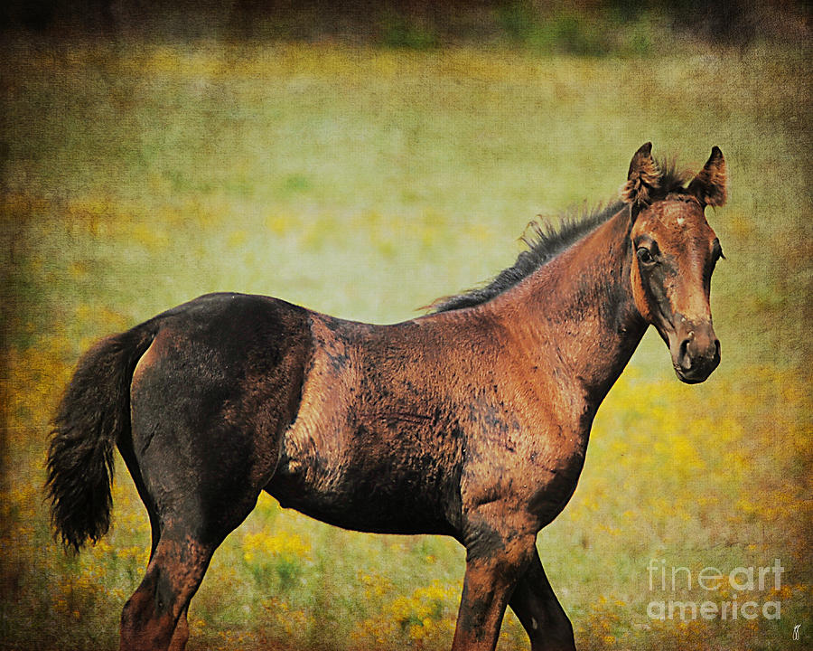 Flower Photograph - Colt in the Meadow I by Jai Johnson