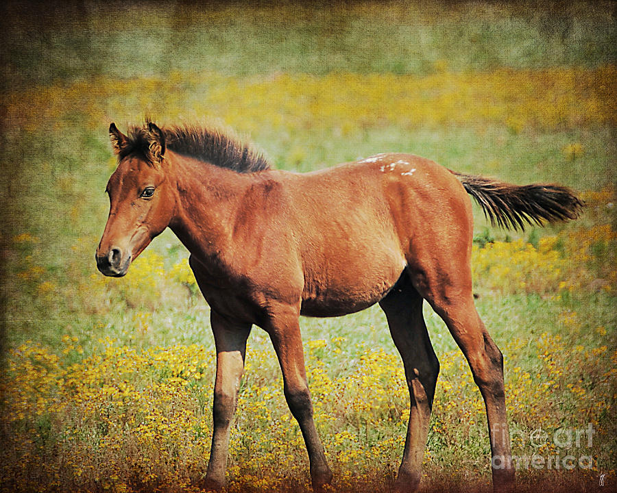 Colt in the Meadow II Photograph by Jai Johnson