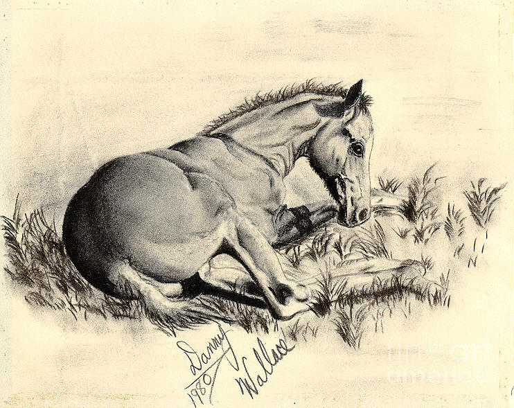 Colt Laying in Grass Drawing by D Wallace
