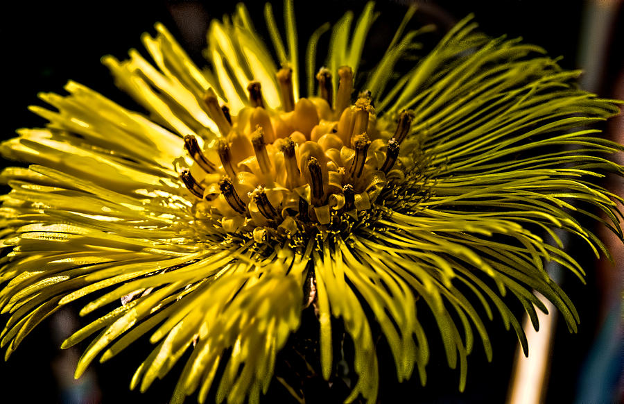 Spring Photograph - Coltsfoot 3200 by Leif Sohlman by Leif Sohlman