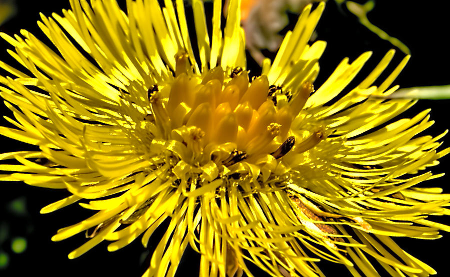 Spring Photograph - Coltsfoot  By Leif Sohlman by Leif Sohlman