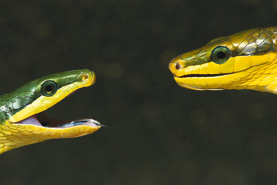 Colubrid Snakes Meeting Photograph by Heidi & Hans-Juergen Koch