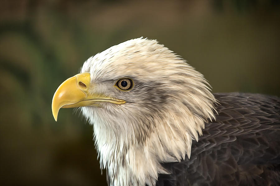 Columbia - Bald Eagle Photograph by Bill and Linda Tiepelman
