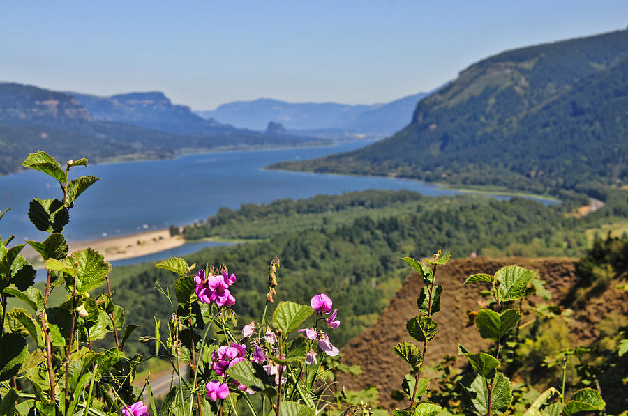 Columbia Gorge Overlook Photograph by Betty Eich