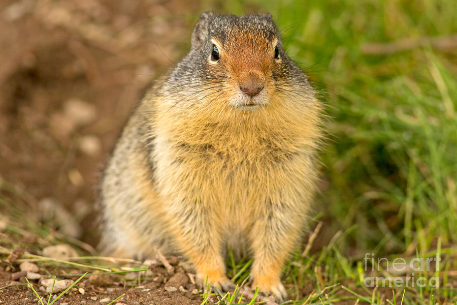 Columbia Ground Squirrel Photograph by Natural Focal Point Photography