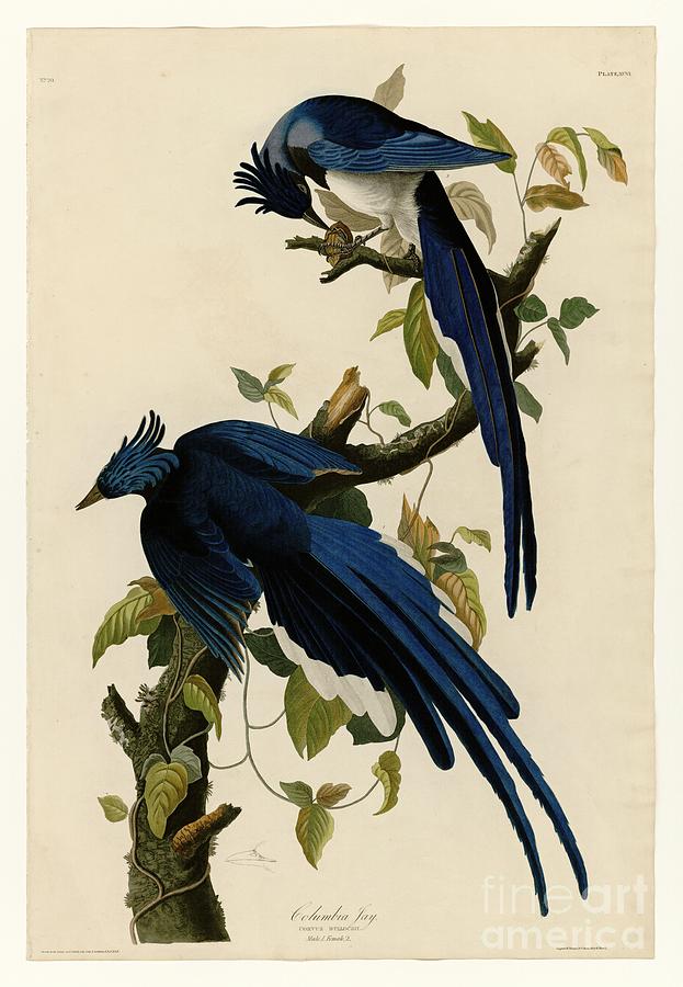 John James Audubon Painting - Columbia Jay by Celestial Images