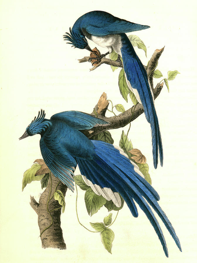 Columbia Magpie Or Jay. Male Drawing by Artokoloro