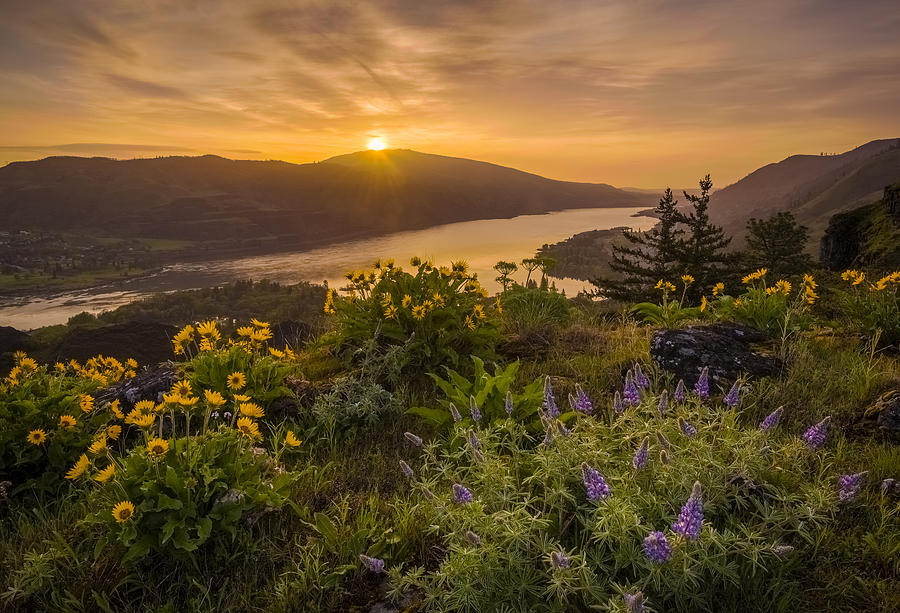 Columbia River Gorge Wildflower Sunrise Photograph by Greg Vaughn - Pixels